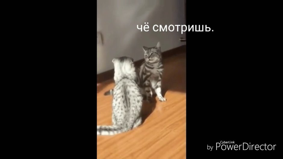 Коты дерутся