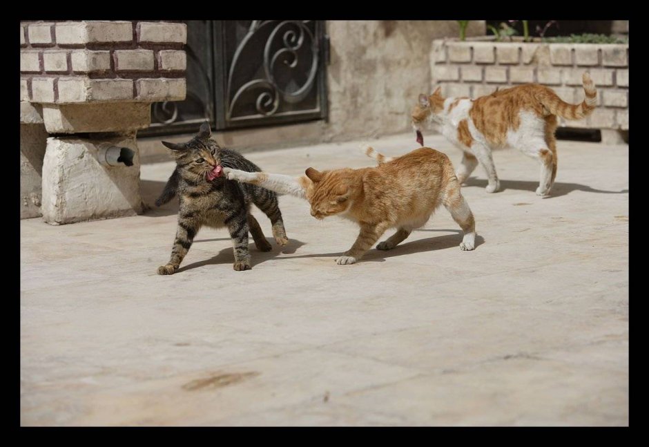 Мое кунг фу сильнее твоего