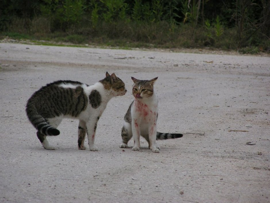 Коты дерутся юмор