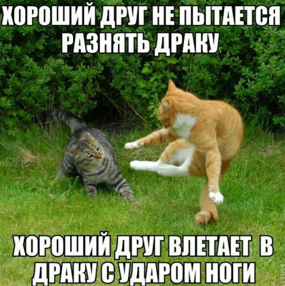 Два милых котика дерутся