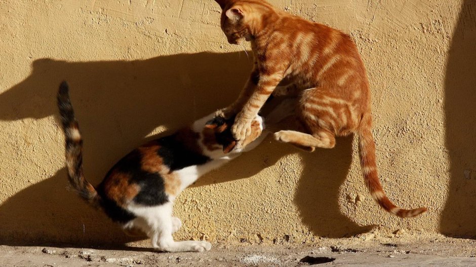 Кошка с собакой дерутся