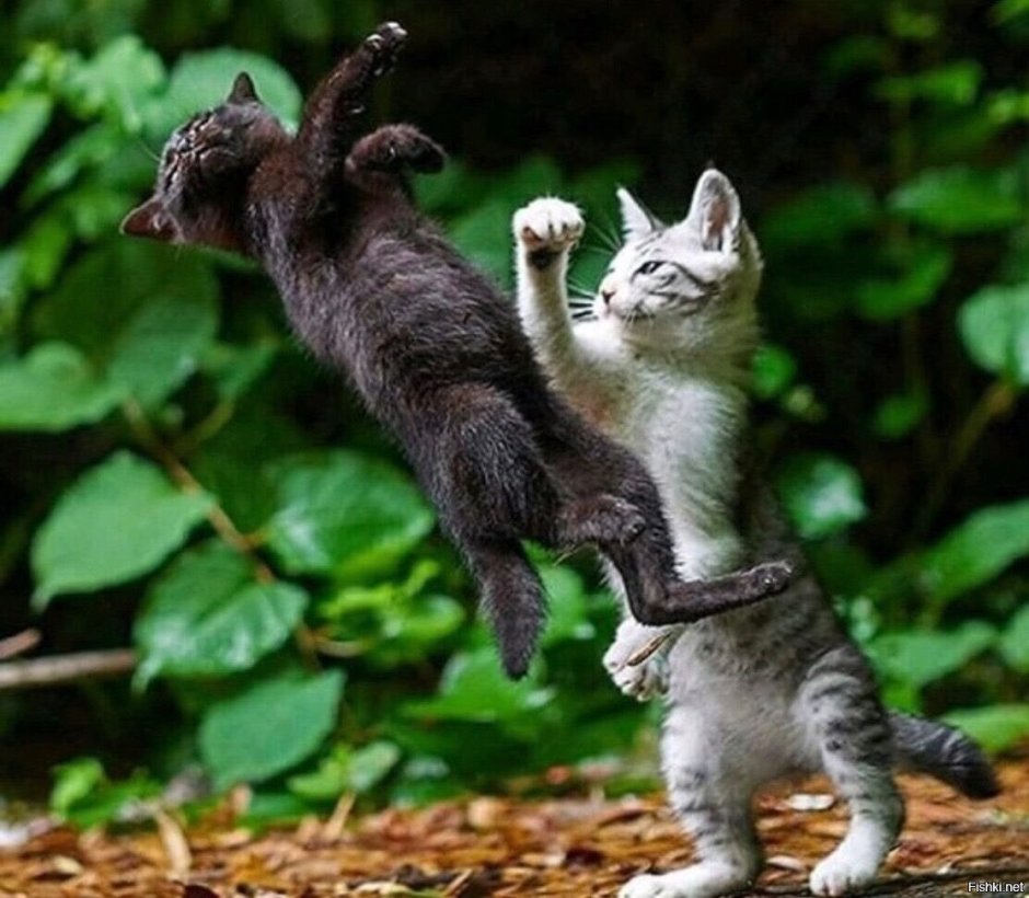 Драка котов