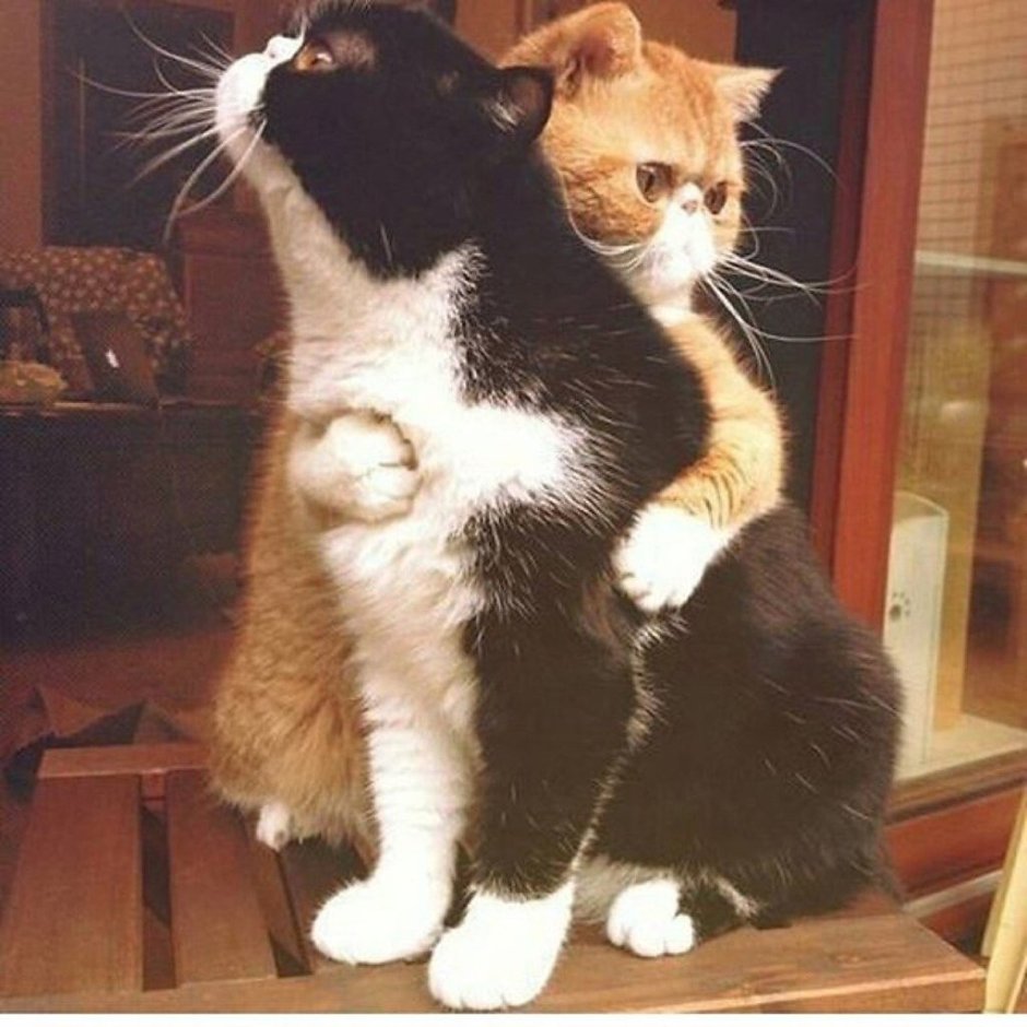 Коты дерутся вежливые