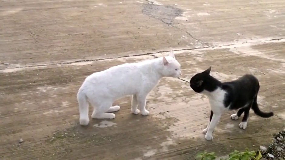 Кот дерется