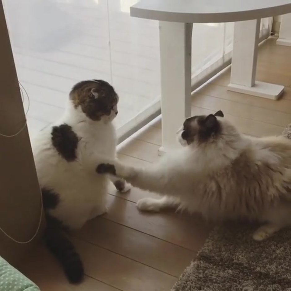 Кошка с собакой дерутся