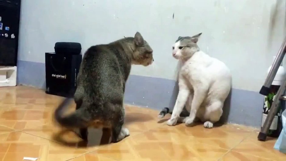 Допизделась демотиватор