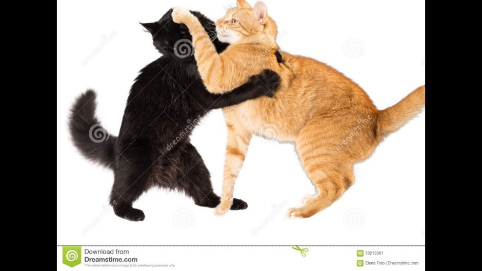 Котики с сердечками