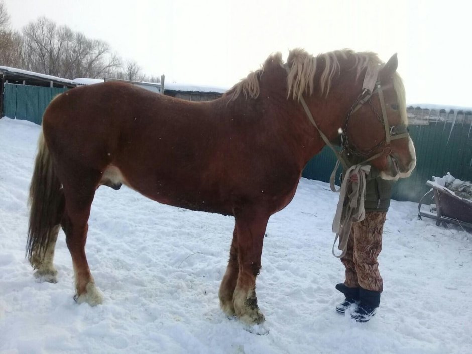 Тяжеловоз в горах Алтай