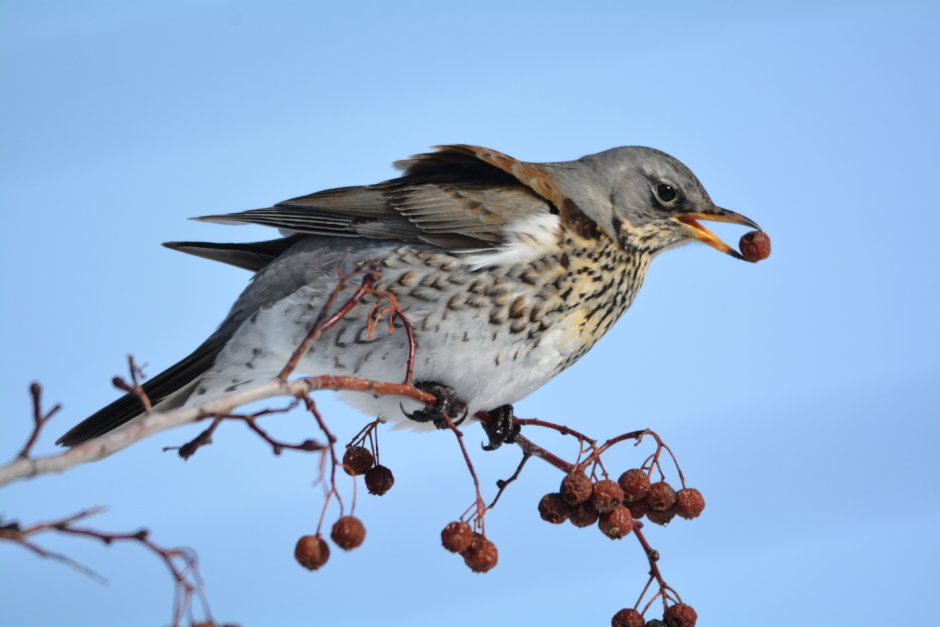 Чиж рябинник