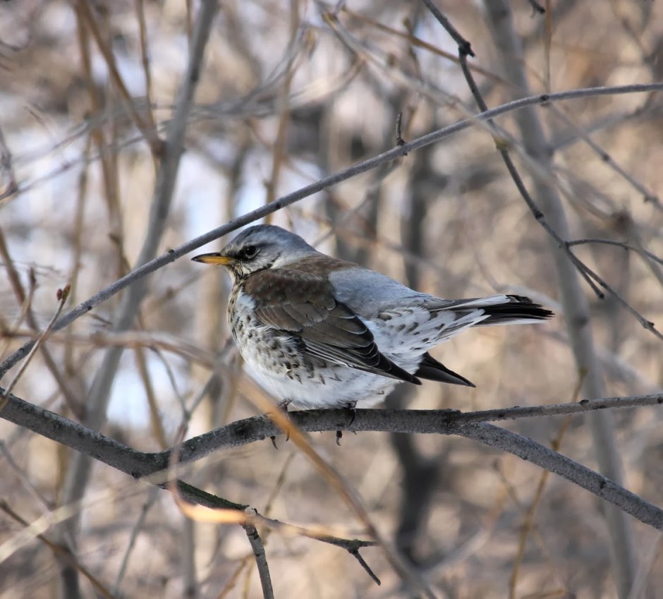 Белогрудый Дрозд