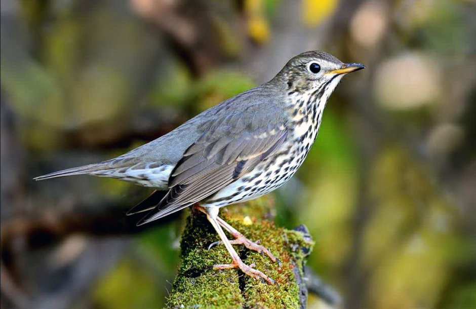 Певчий Дрозд птичка