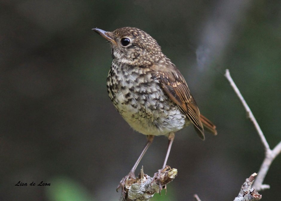 Бледногрудый Дрозд