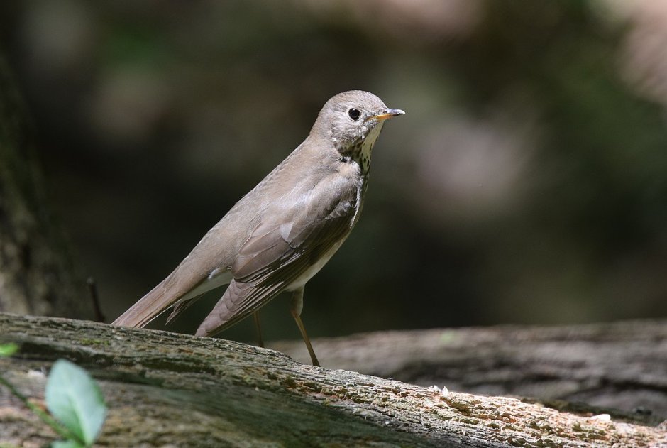 Белогрудый Дрозд