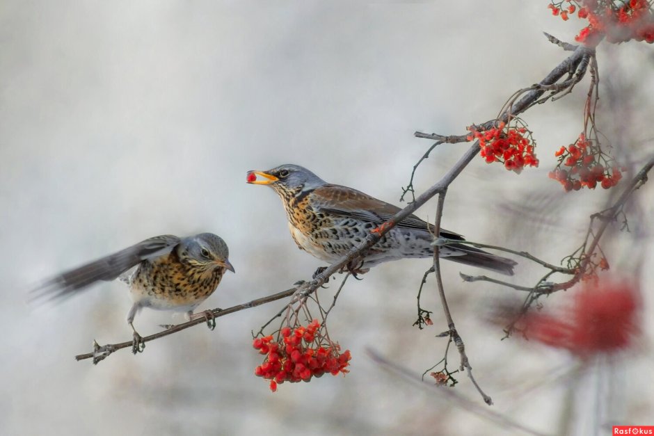 Пепельная мухоловка
