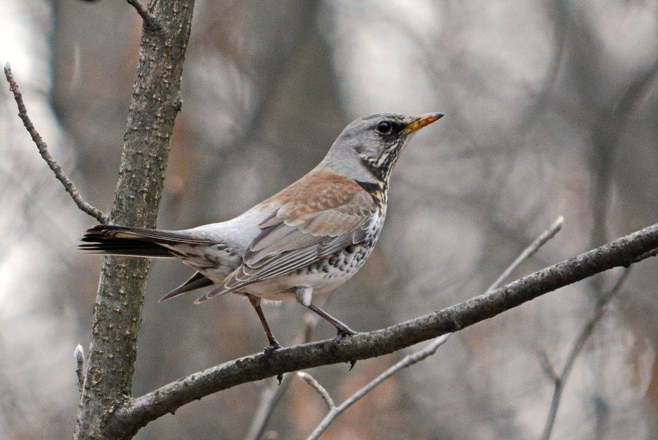 Дрозд-рябинник серый Дрозд деряба