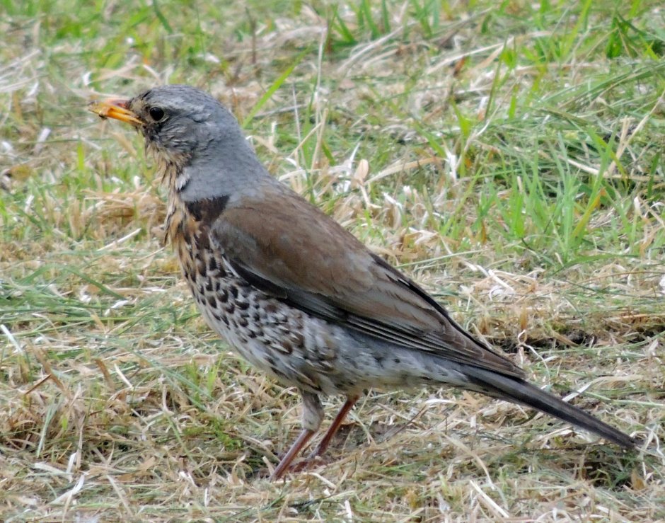 Серый Дрозд