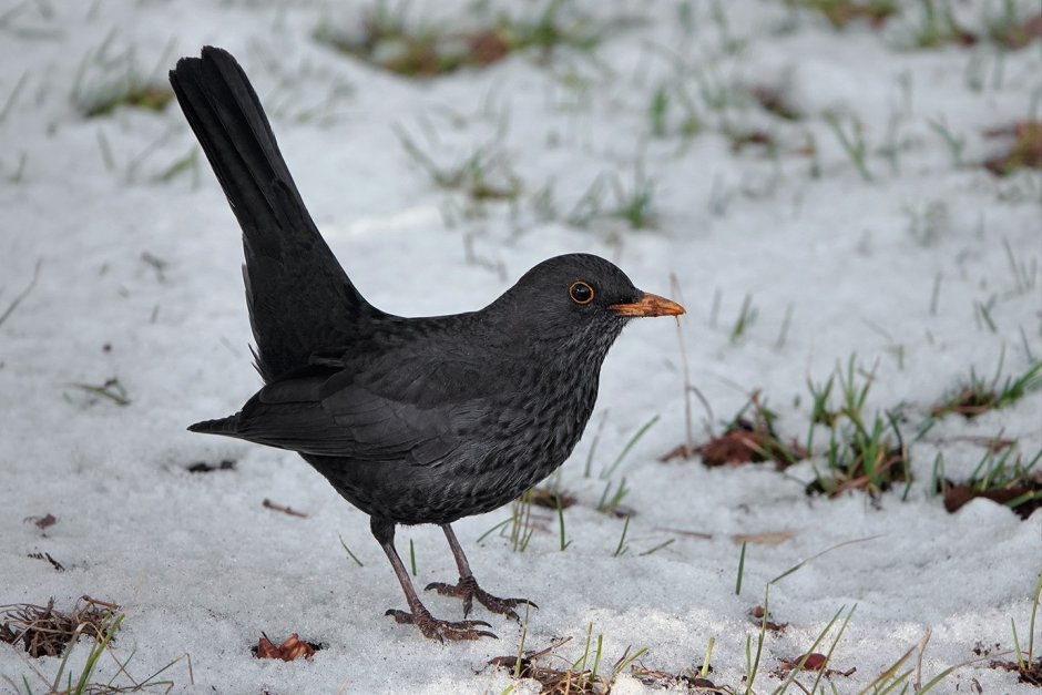 Черный Дрозд определитель