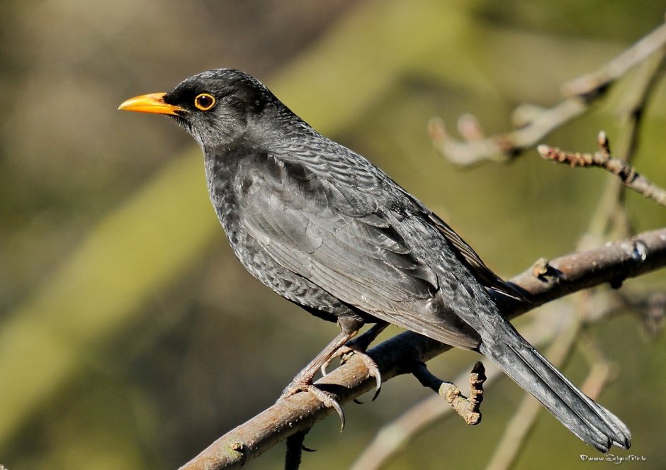 Дрозд с желтым клювом