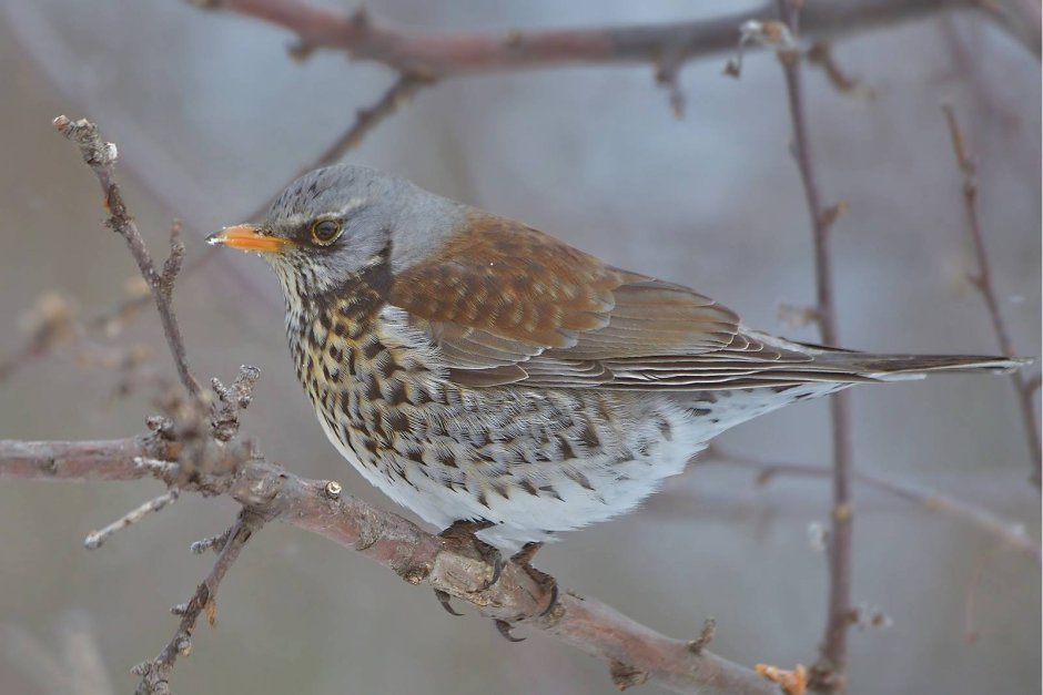 Рябинник (turdus pilaris l.)