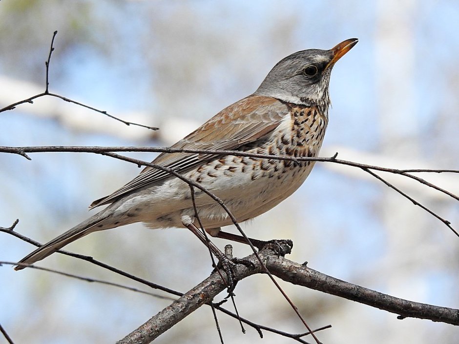 Дрозд-рябинник (turdus pilaris)