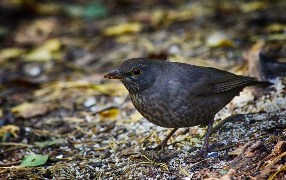Маленькая черная птичка