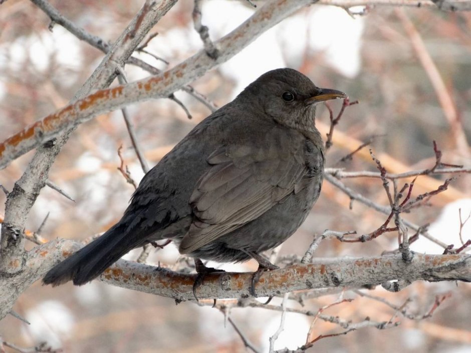 Кремовобрюхий Дрозд