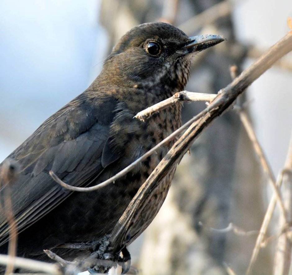 Клест рябинник