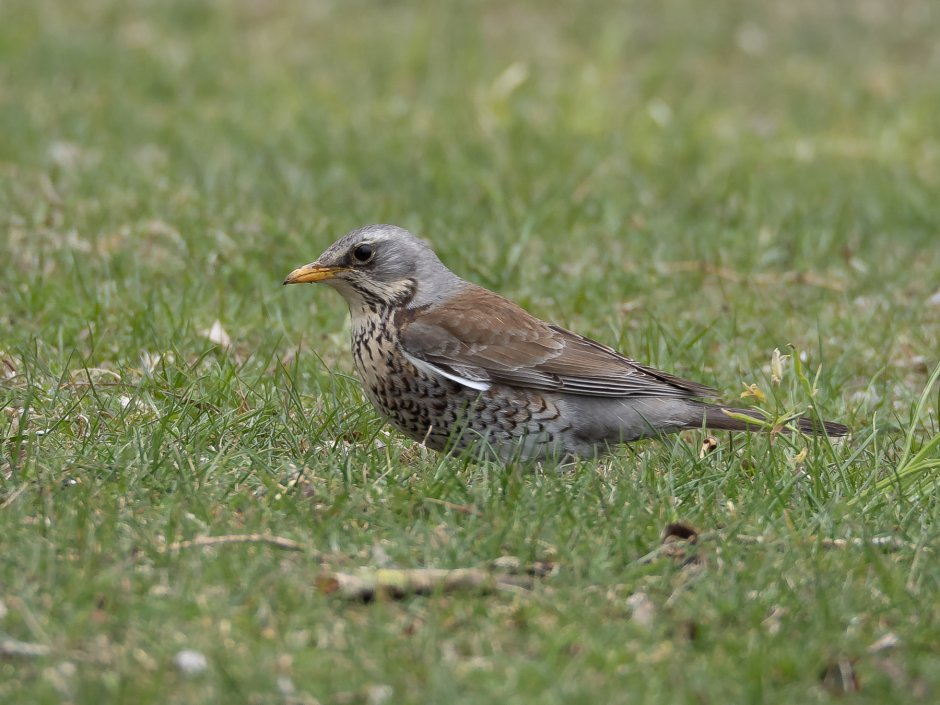 Дрозд деряба