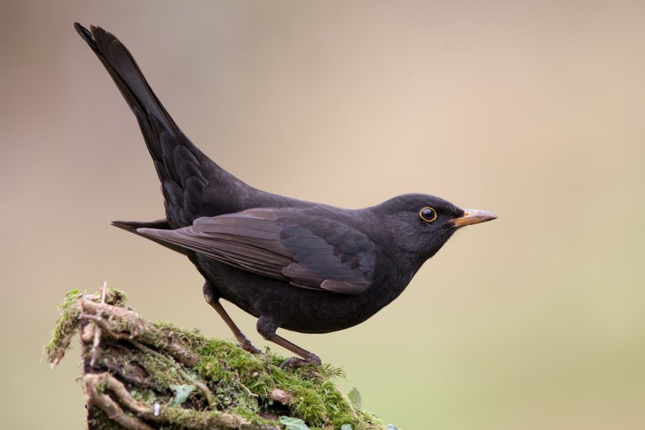 Соловей (Luscinia Luscinia)