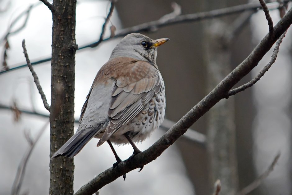 Серый Дрозд рябинник