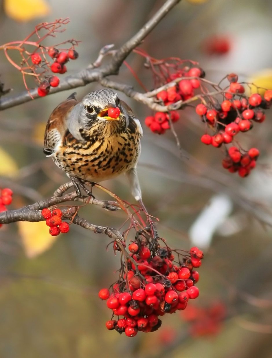 Дрозд темнозобый экосистема