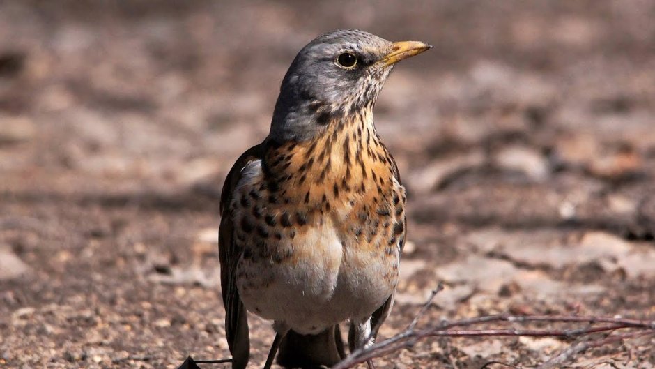 Маленькая серая певчая птица