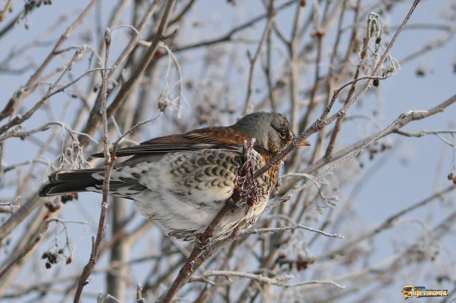 Turdus viscivorus