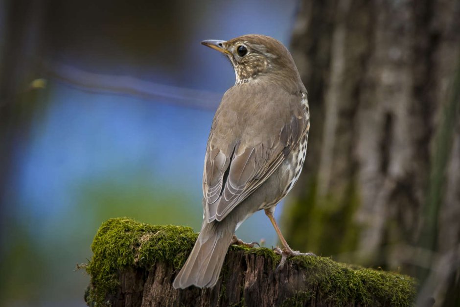 Певчий Дрозд