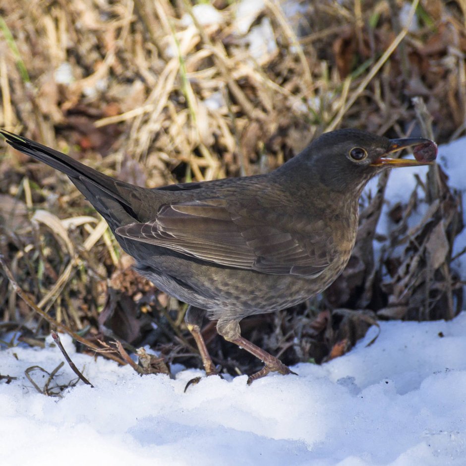 Дрозд-рябинник серый Дрозд деряба