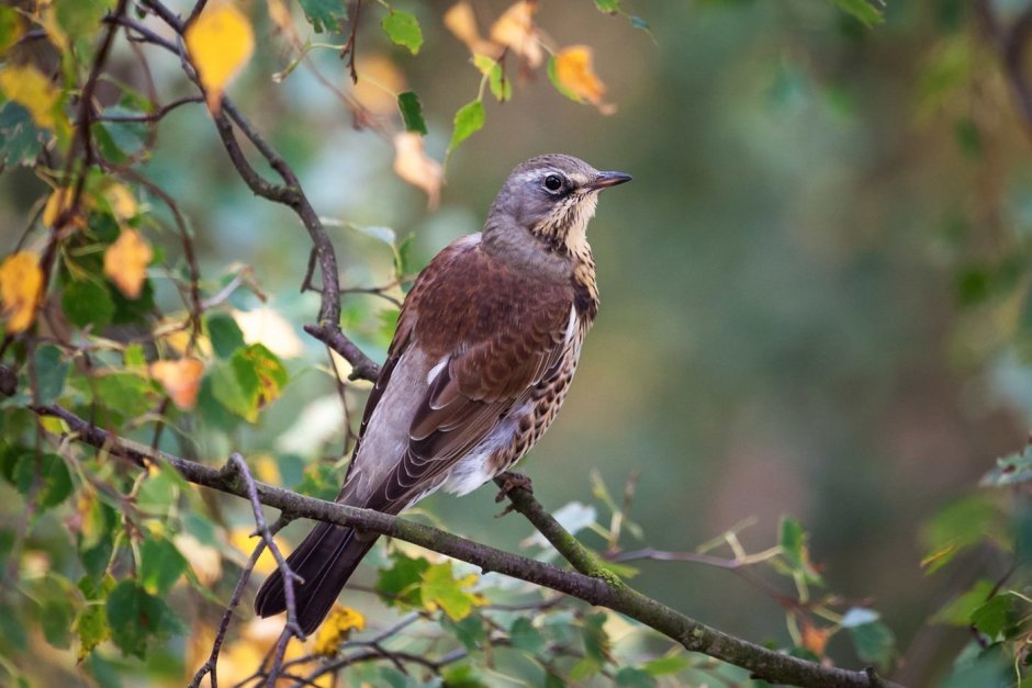 Птичка Серебрица