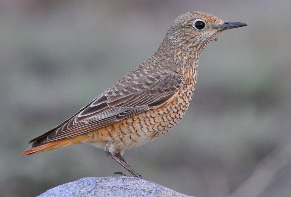 Кукша рябинник