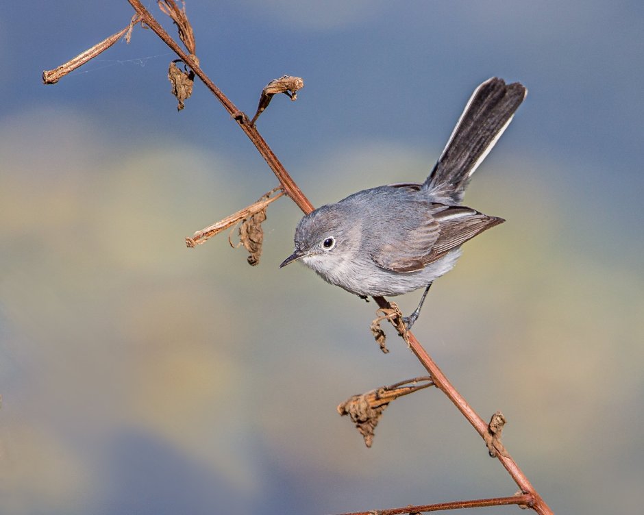 Дрозд чёрный (turdus Merula)
