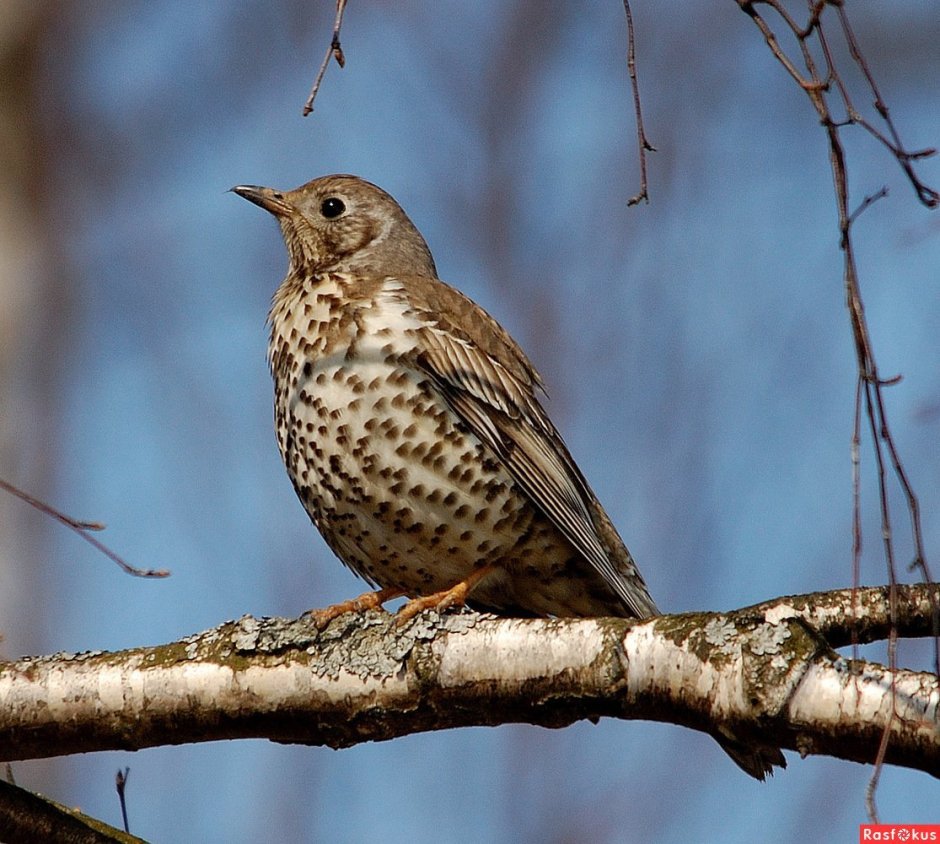 Серая птичка Тульская область