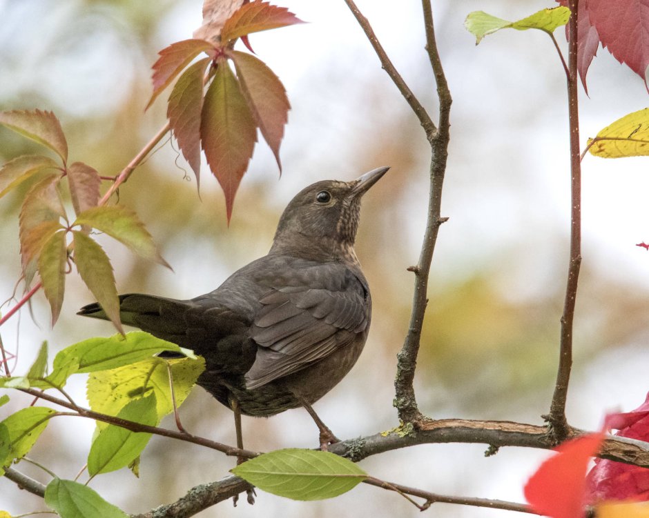 Щегол рябинник