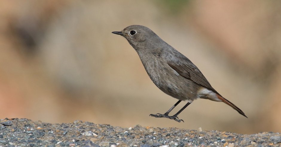 Серая птичка с черным клювом