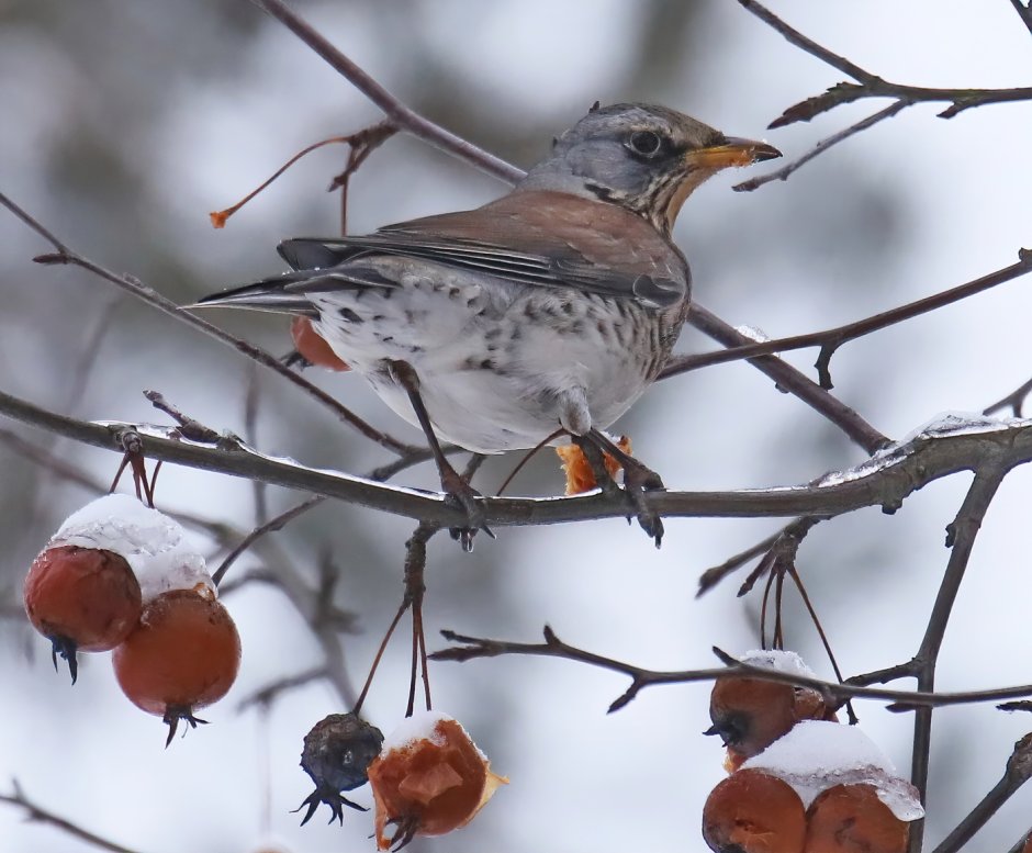 Синяя птица лиловый Дрозд