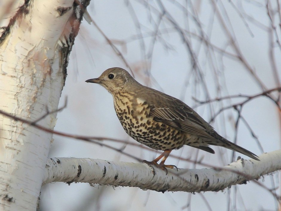 Серый Дрозд рябинник