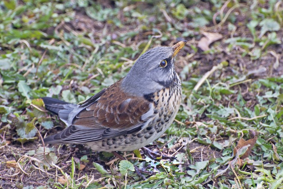 Дрозд деряба рябинник