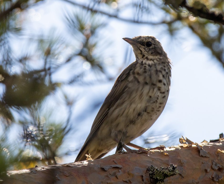 Чернозобый Дрозд гнездо