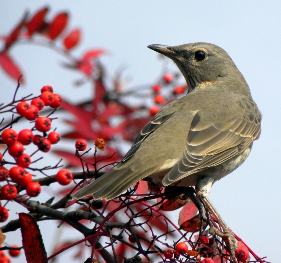Серая птица