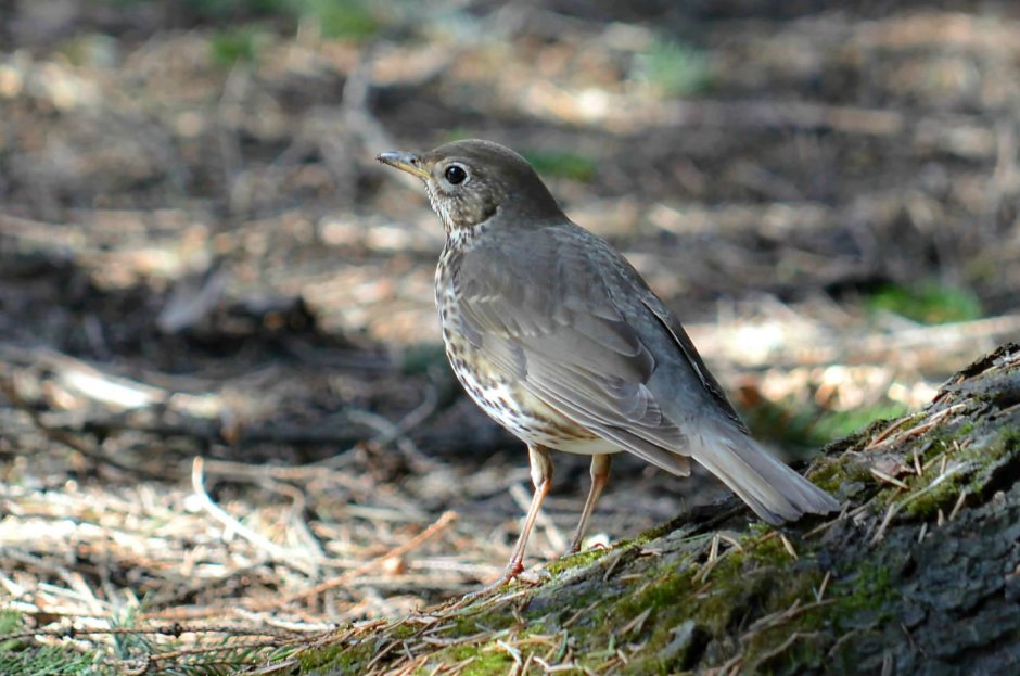 Серый Дрозд рябинник