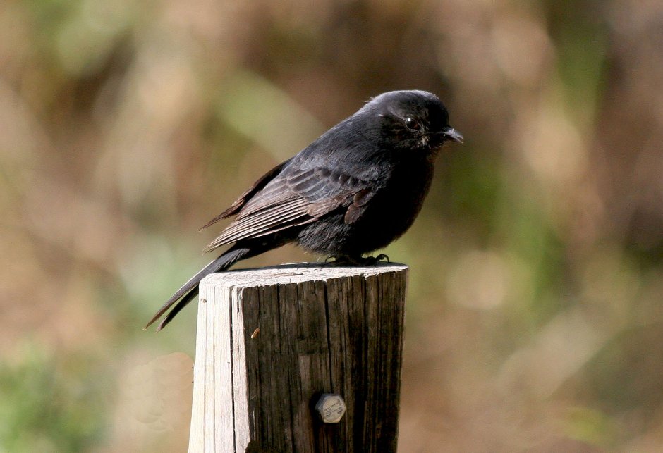 Дрозд-рябинник серый Дрозд деряба