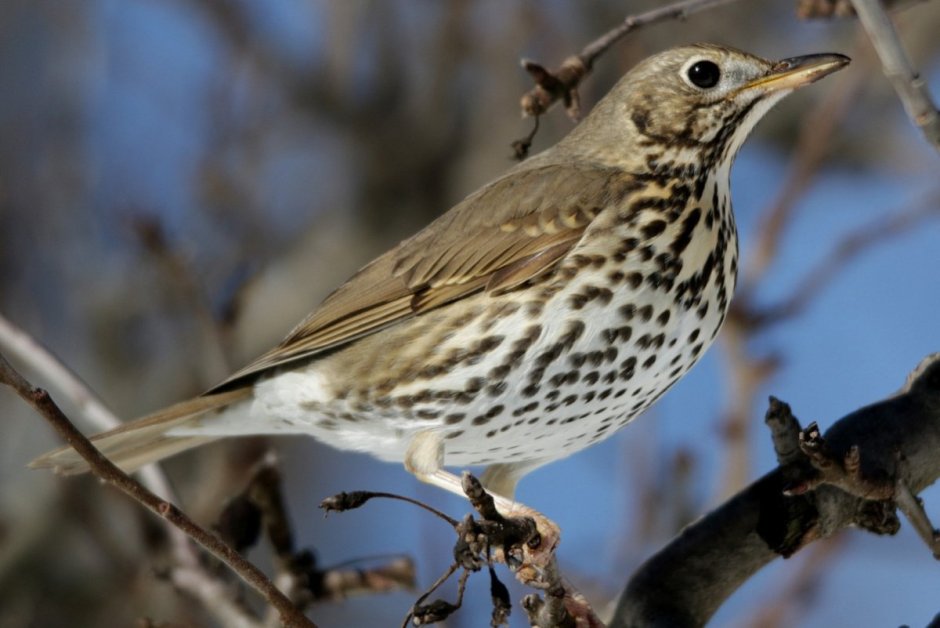 Дрозд деряба птица