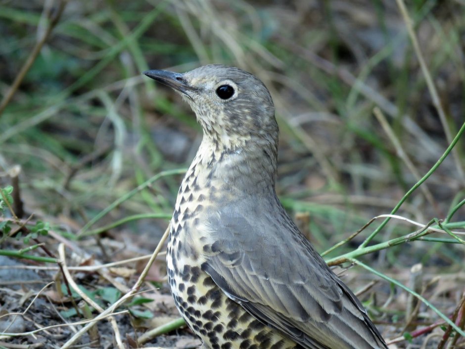 Полевой Дрозд фото